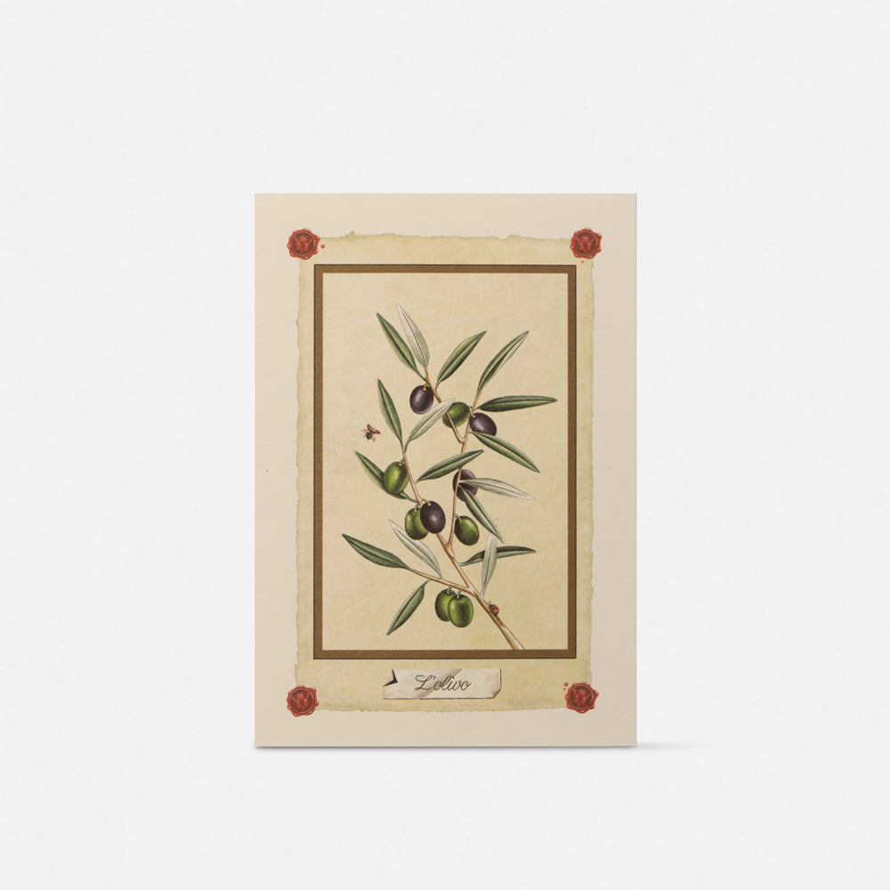 Double card/Participation - Olive tree
